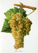Ampelograhie. grape variety science. oenology. viticulture. grape. vine. Ugni Blanc grape.