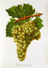 Ampelograhie. grape variety science. oenology. viticulture. grape. grapevine. Clairette Egreneuse
