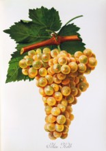 Ampelograhie. grape variety science. oenology. viticulture. grape. vine. Marsanne grape. digitally