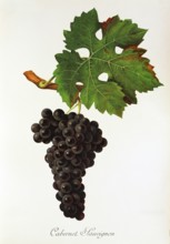 Ampelograhie. grape variety science. oenology. viticulture. grape. grapevine. Cabernet Sauvignon