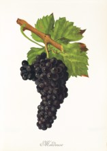 Ampelograhie. grape variety science. oenology. viticulture. grape. vine. Mondeuse grape. digitally