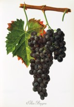 Ampelograhie. grape variety science. oenology. viticulture. grape. vine. Ain Beugra grape.