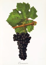 Ampelograhie. grape variety science. oenology. viticulture. grape. vine. Carmenere grape. digitally