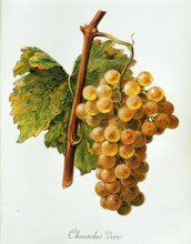 Ampelograhie. grape variety science. oenology. viticulture. grape. vine. Chasselas dore' grape.
