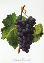 Ampelograhie. grape variety science. oenology. viticulture. grape. grapevine. Directeur Tisserand