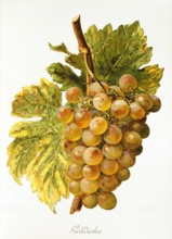 Ampelograhie. grape variety science. oenology. viticulture. grape. vine. Gradiska grape. digitally