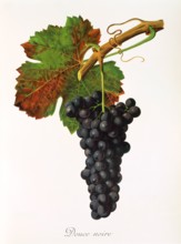 Ampelograhie. grape variety science. oenology. viticulture. grape. vine. Douce Noire grape.