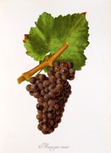 Ampelograhie. grape variety science. oenology. viticulture. grape. grapevine. Mauzac Rose grape.