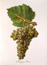 Ampelograhie. grape variety science. oenology. viticulture. grape. grapevine. Mauzac Blanc grape.