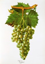 Ampelograhie. grape variety science. oenology. viticulture. grape. vine. Verjus grape. digitally