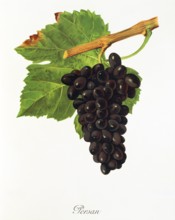 Ampelograhie. grape variety science. oenology. viticulture. grape. grapevine. Persan grape.