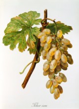 Ampelograhie. grape variety science. oenology. viticulture. grape. vine. Feher Som grape. digitally