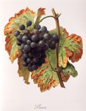 Ampelograhie. grape variety science. oenology. viticulture. grape. grapevine. Lasca grape.