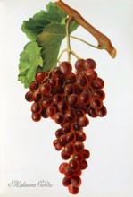 Ampelograhie. grape variety science. oenology. viticulture. grape. vine. Molinera Gorda grape.