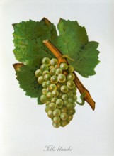 Ampelograhie. grape variety science. oenology. viticulture. grape. grapevine. Folle Blanche grape.