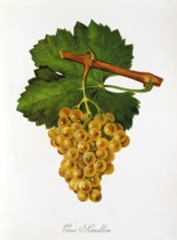 Ampelograhie. grape variety science. oenology. viticulture. grape. vine. Gros Semillon grape.