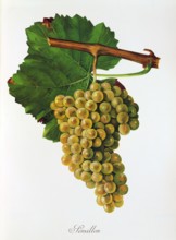 Ampelograhie. grape variety science. oenology. viticulture. grape. vine. Sémillon is a white wine