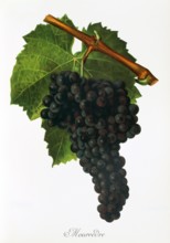 Ampelograhie. Grape variety science. Oenology. Viticulture. Grape. Grapevine. Mourvedre. Monastrell