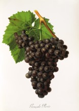 Ampelograhie. grape variety science. oenology. viticulture. grape. grapevine. Goncalo Pires. red