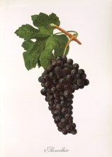 Ampelograhie. grape variety science. oenology. viticulture. grape. vine. Alvarelhao grape. is one