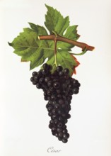 Ampelograhie. grape variety science. oenology. viticulture. grape. grapevine. César is an