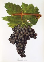 Ampeography. grape variety science. oenology. viticulture. grape. grapevine. Canaiolo Nero or