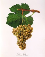 Ampelograhie. grape variety science. oenology. viticulture. grape. grapevine. Blanc Dame. an old