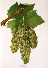 Ampelograhie. grape variety science. oenology. viticulture. grape. vine. Claverie grape. white