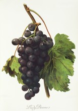Ampelograhie. grape variety science. oenology. viticulture. grape. vine. Lady Downe grape. red