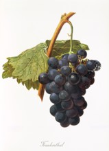 Ampelograhie. grape variety science. oenology. viticulture. grape. vine. Frankenthal grape. a