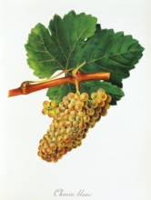 Ampelograhie. grape variety science. oenology. viticulture. grape. vine. Chenin Blanc grape. a