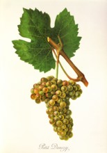 Ampelograhie. grape variety science. oenology. viticulture. grape. vine. Petit Danezy grape. white
