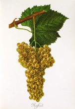 Ampelograhie. grape variety science. oenology. viticulture. grape. grapevine. Raffiat grape.
