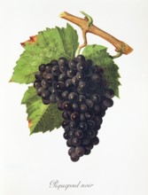 Ampelograhie. grape variety science. oenology. viticulture. grape. vine. Piquepoul Noir grape.