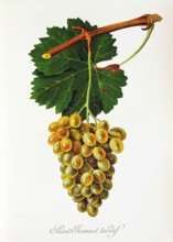 Ampelograhie. grape variety science. oenology. viticulture. grape. vine. Saint-Jeannet Tardif grape