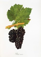 Ampelograhie. grape variety science. oenology. viticulture. grape. grapevine. Petit Noir grape.