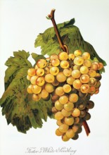 Ampelograhie. Grape variety science. Oenology. Viticulture. Grape. Vine. Foster's White Seedling