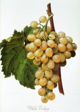 Ampelograhie. grape variety science. oenology. viticulture. grape. vine. White Tokay grape.