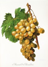 Ampelograhie. grape variety science. oenology. viticulture. grape. vine. Muscat d'Alexandrie grape.