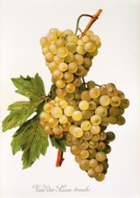 Ampelograhie. grape variety science. oenology. viticulture. grape. vine. Van der Laan grape.
