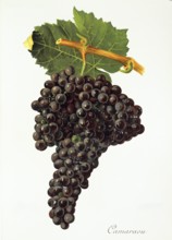 Ampelograhie. grape variety science. oenology. viticulture. grape. vine. Camaraou grape. digitally