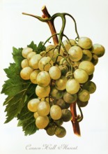 Ampelograhie. grape variety science. oenology. viticulture. grape. grapevine. Cannon Hall Muscat