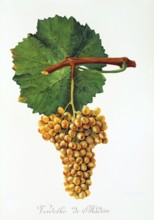 Ampelograhie. grape variety science. oenology. viticulture. grape. vine. Verdelho de Madere grape.