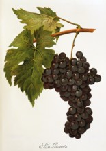 Ampelograhie. grape variety science. oenology. viticulture. grape. vine. San Gioveto grape.