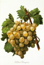 Ampelograhie. grape variety science. oenology. viticulture. grape. vine. Golden Champion grape.