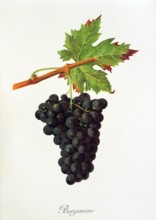 Ampelograhie. grape variety science. oenology. viticulture. grape. grapevine. Berzamino grape.