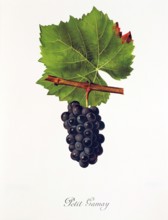 Ampelograhie. grape variety science. oenology. viticulture. grape. grapevine. Petit Gamay grape.