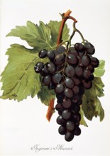 Ampelograhie. grape variety science. oenology. viticulture. grape. vine. Ingram's Muscat grape.