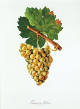 Ampelograhie. grape variety science. oenology. viticulture. grape. vine. Gamay Blanc grape.