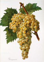 Ampelograhie. grape variety science. oenology. viticulture. grape. vine. Timpurie grape. digitally